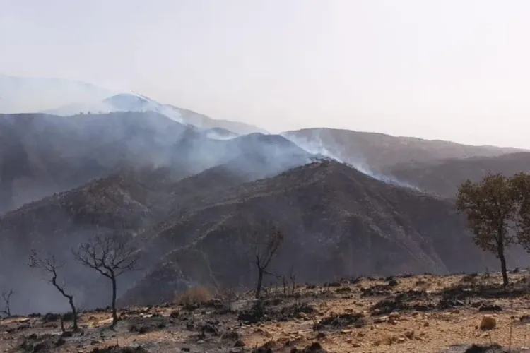 Taza: L'incendie de la forêt de Maghraoua maîtrisé à 65 pc