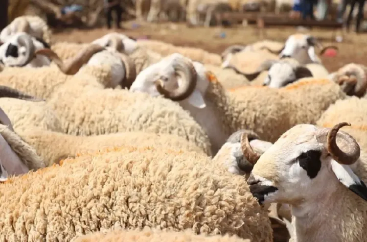 Programme de reconstitution du cheptel _ la région Rabat-Salé-Kénitra se mobilise pour assurer le succès de l’opération _DAAM KESSAB_