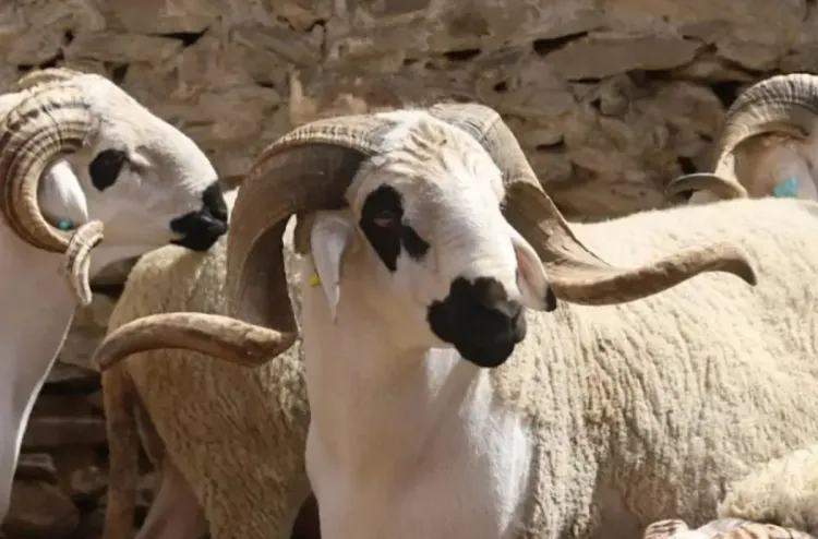 Recensement général du cheptel national