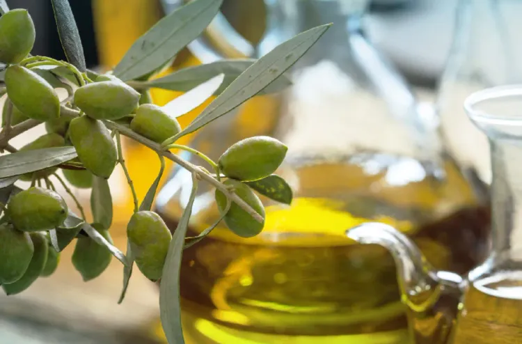 Saison oléicole 2025-2026