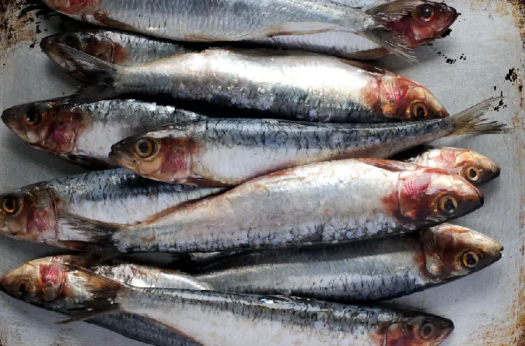 Protection des juvéniles de sardine : fermeture de la zone sud (stock C) à la pêche jusqu’à la fin de juin (secrétariat d'Etat)