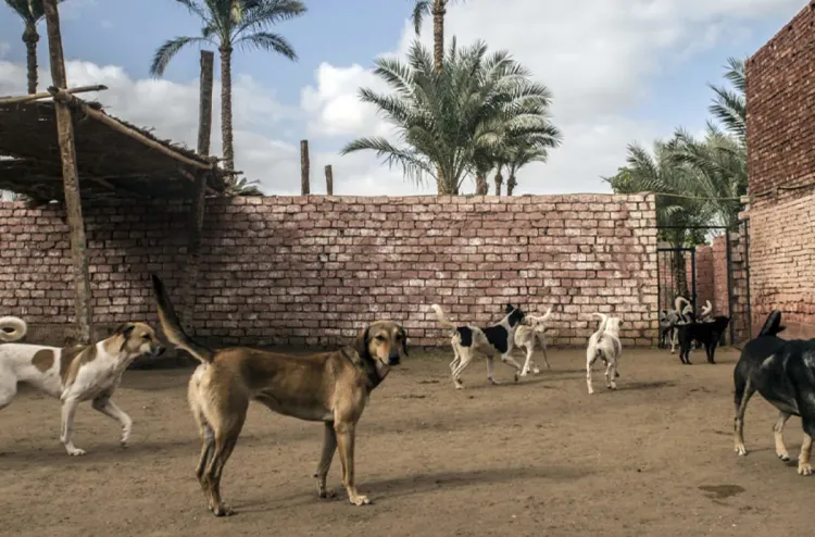 abattage de chiens errants