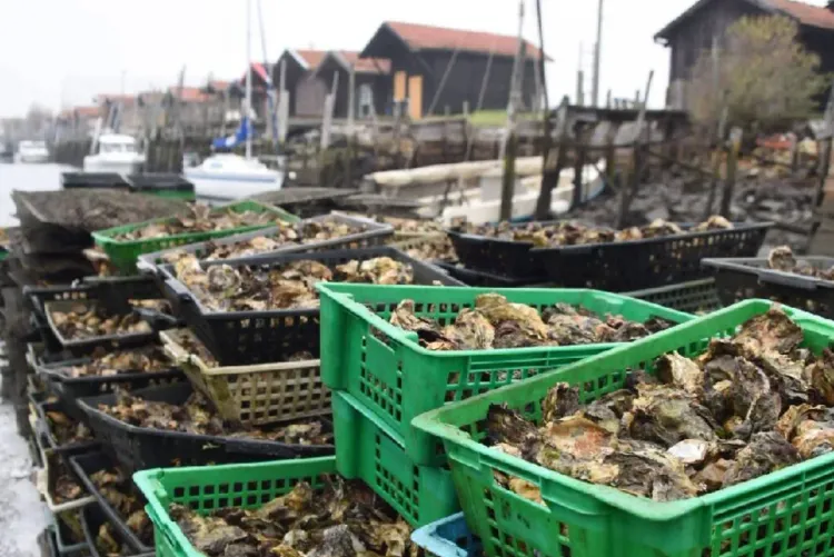 Dakhla : Interdiction de la récolte et de la commercialisation des produits conchylicoles issus de la zone classée Cintra (secrétariat d'État)