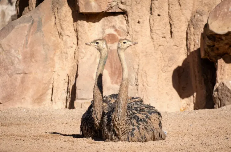 Élevage d'autruches à Dakhla : une activité agricole à forte valeur ajoutée et au potentiel touristique croissant