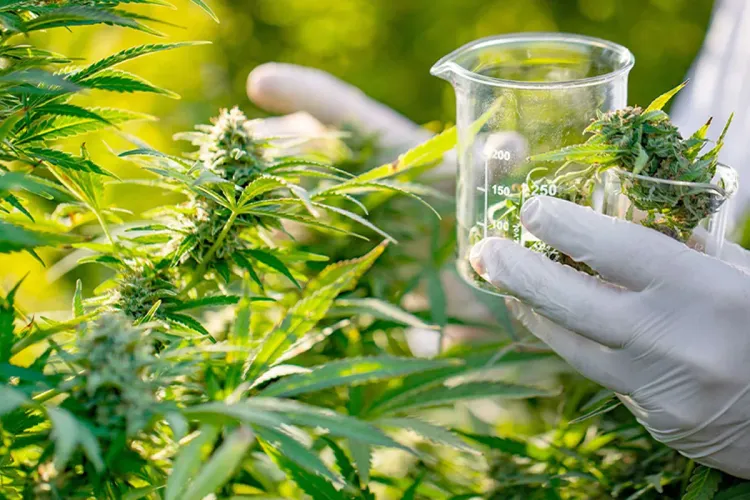 huile de CBD chefchaouen