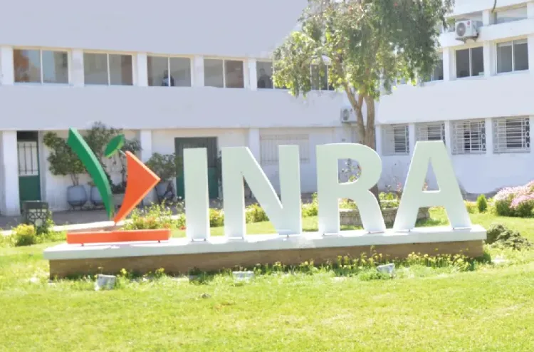 L’INRA s'engage activement au programme national de plantation de 5 millions de palmiers-dattiers (Mme Ghaouti)
