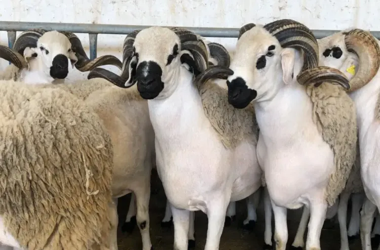 Béni Mellal-Khénifra : Poursuite de l'opération de recensement du cheptel dans de bonnes conditions