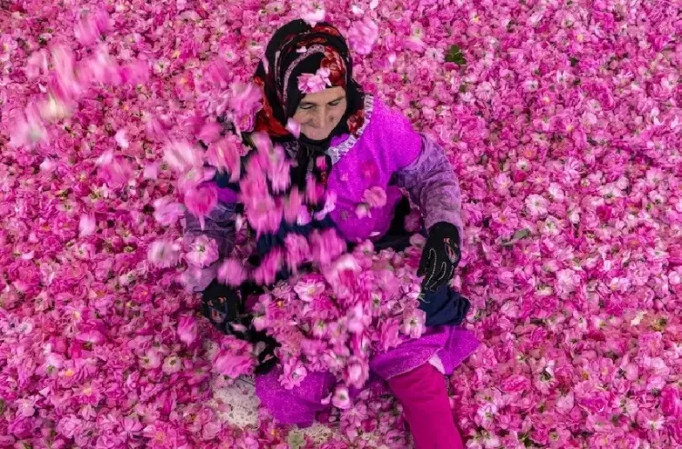 Rose à parfum : une production prévisionnelle de 5.000 tonnes en 2026 (ORMVA)