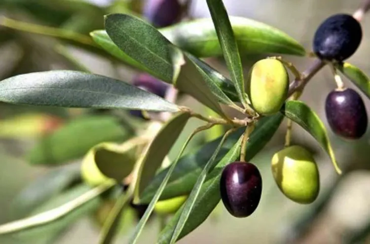 une récolte des olives
